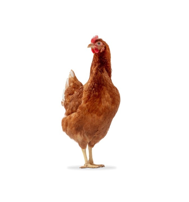 ISA Brown chicken breed on close up - arguably the best brown egg laying chicken in the world