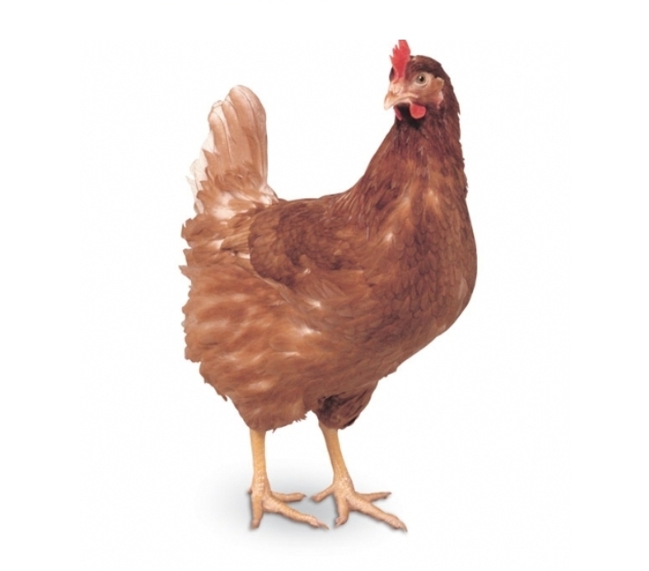 Closeup Hy-Line Brown chicken