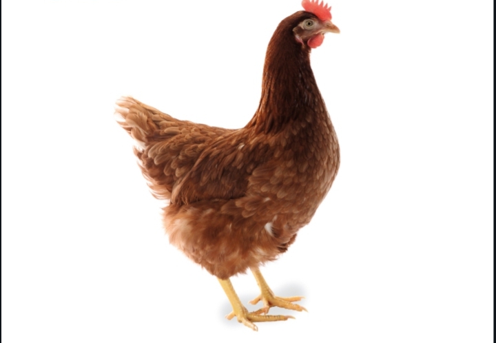 Lohmann Brown Classic upclose - Calm,docile and friendly chicken.