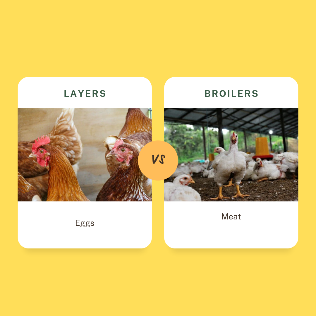 Layer chicken vs broiler chicken side by side showing physical differences