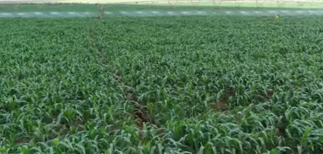 We can reduce feeds prices by producing our own farm inputs.Like such maize production at Galana-Kulalu.