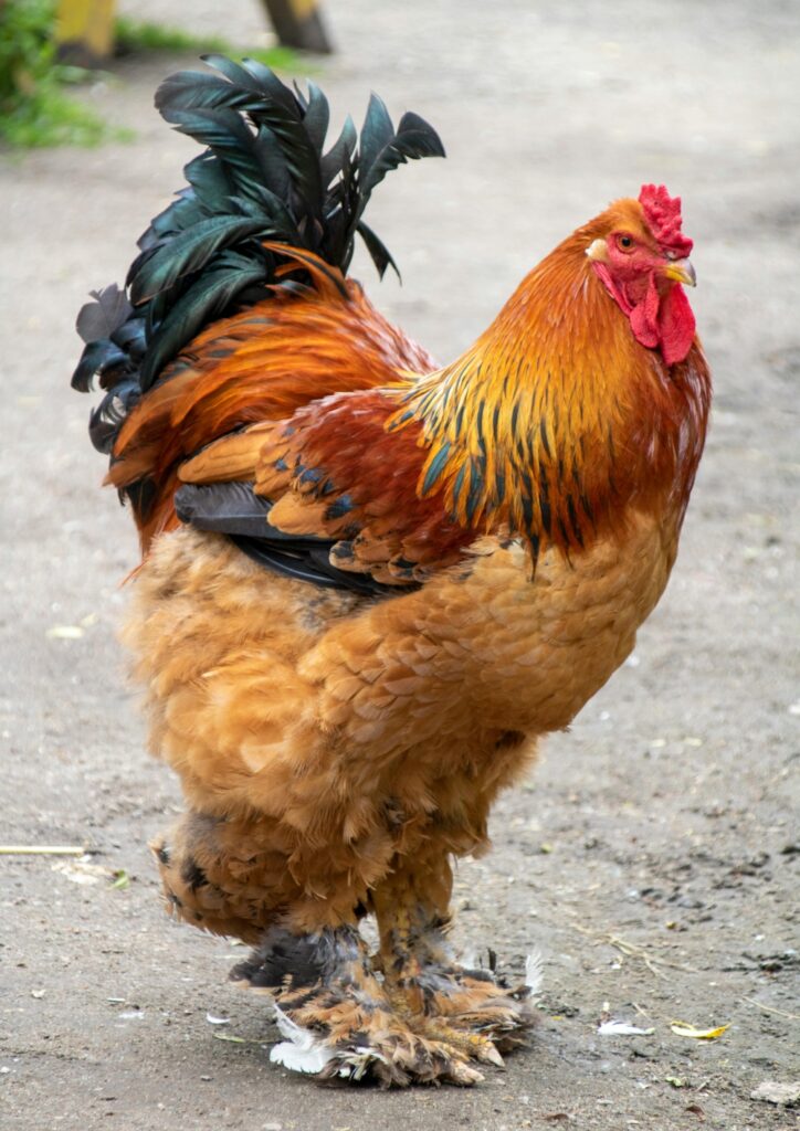 Image of brahma chicken breed.A dual purpose breeds mainly kept in the cooler temperate regions.