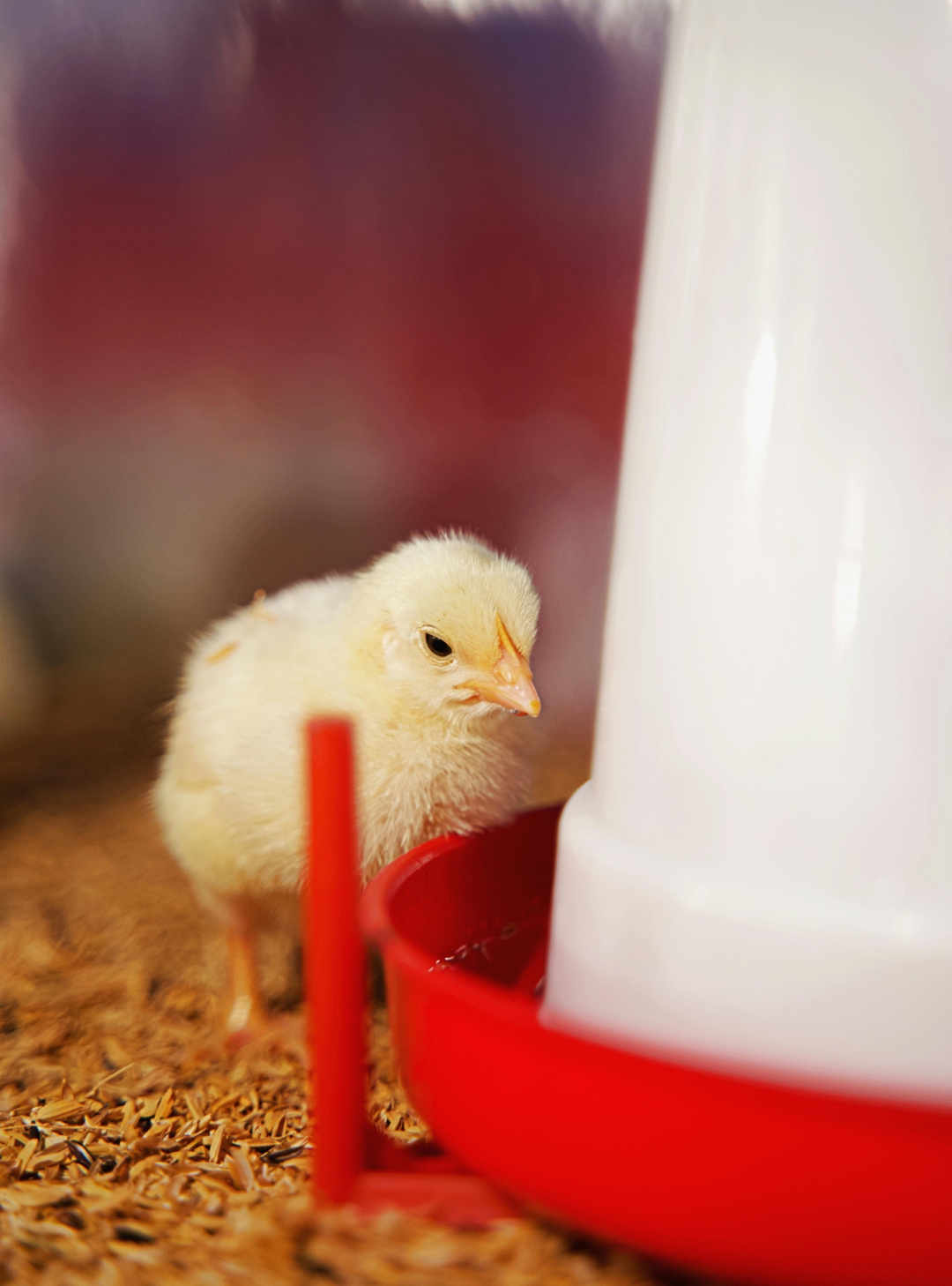 A chick in a deep litter house system standing nest to one of the most important poultry farm equipment.A drinker.