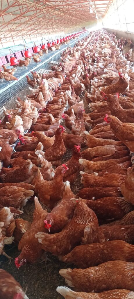 Many layer chicken kept for eggs in a big poultry house.