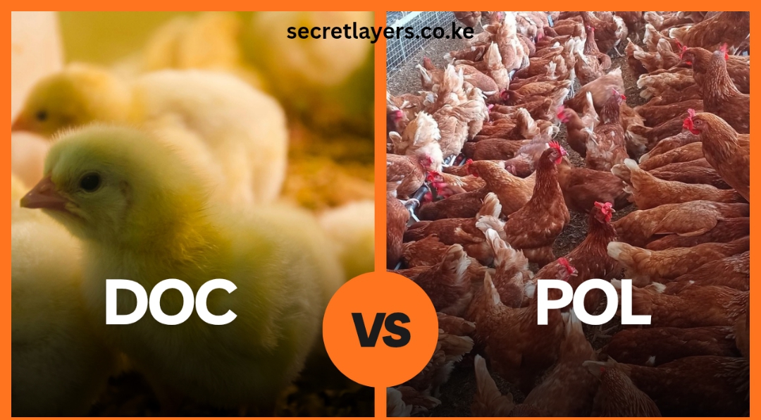 Day old chicks vs Point of lay image