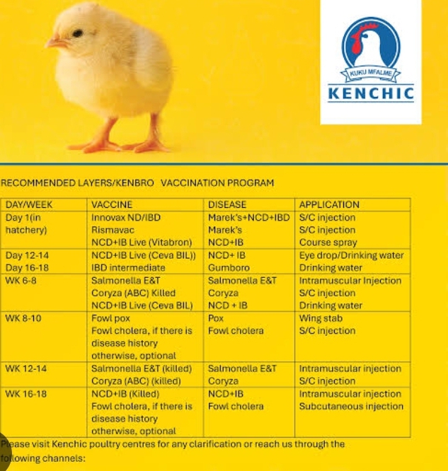 Kenchic vaccination schedule for layers at secret layers