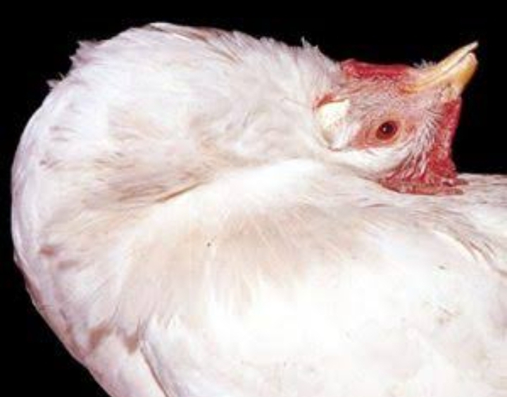 Neck twisting. Common in New Castle Disease. In a secret layers blog post of 9 Common layer chicken diseases.