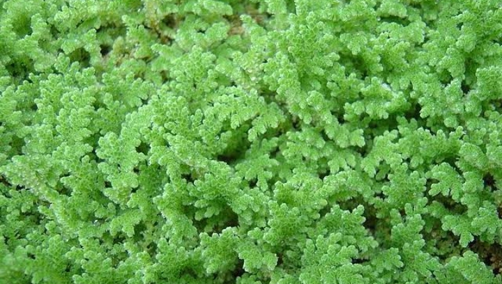 Azolla.A cheap alternative feeds for poultry and livestock farmers.
