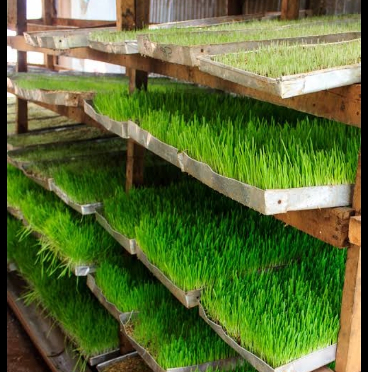 Hydroponic fodder