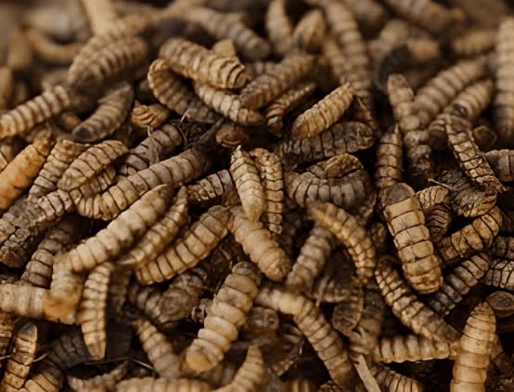 Black soldier fly larvae