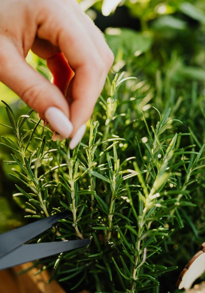 Green plants are loved by chicken and can be used to lower feed costs.