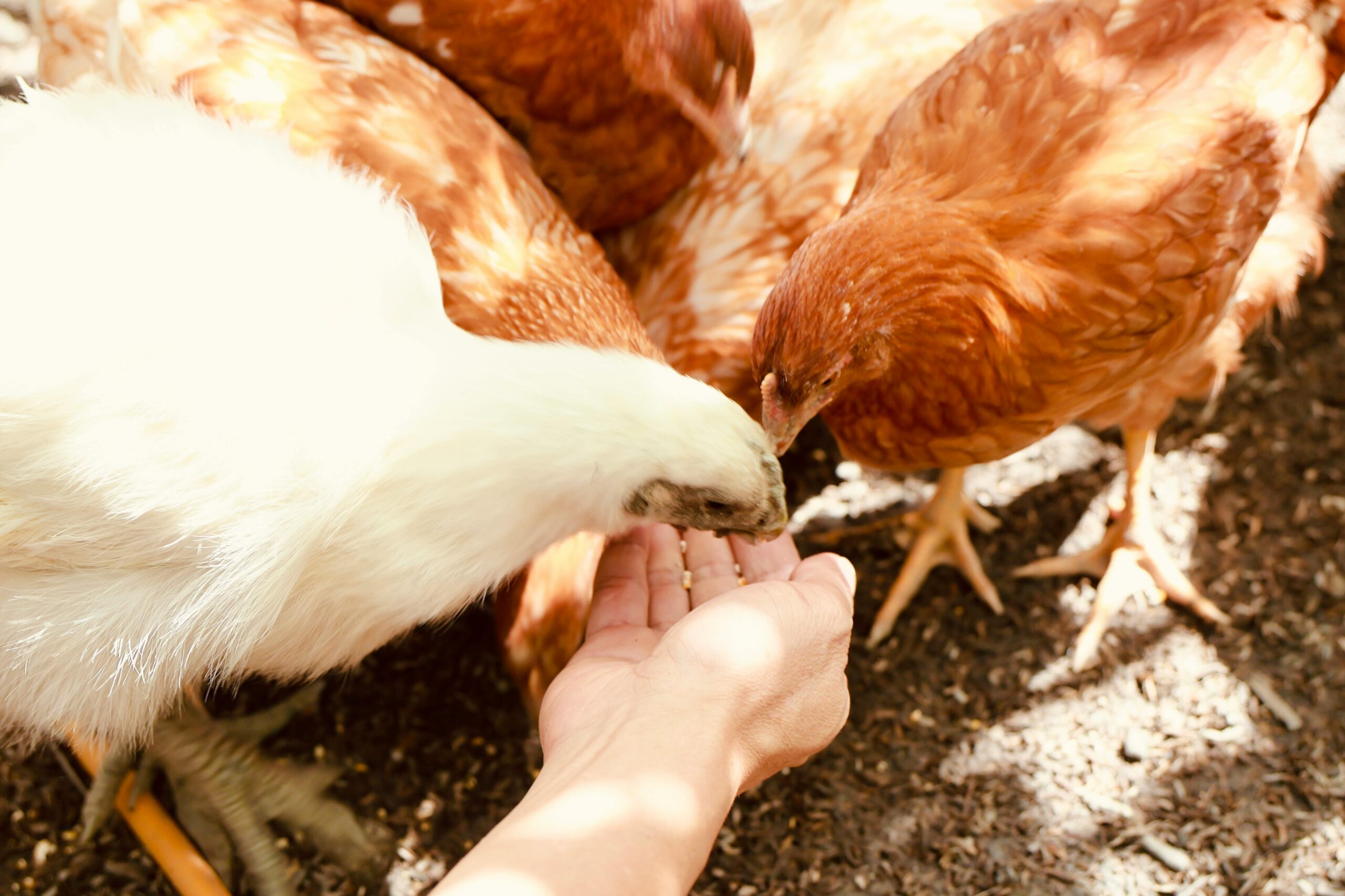 Feeding chicken by hand.
