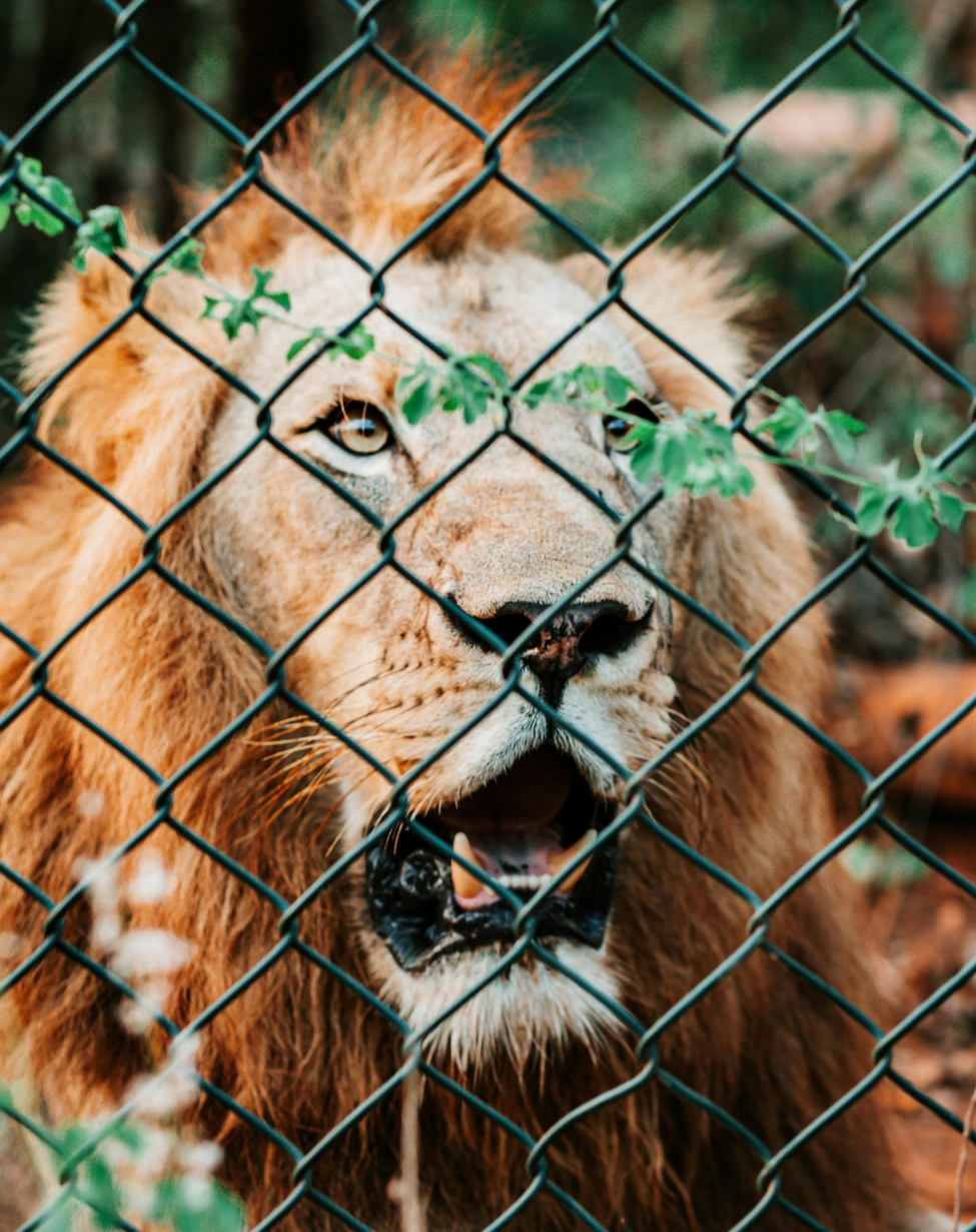 A roaring lion in a fenced area